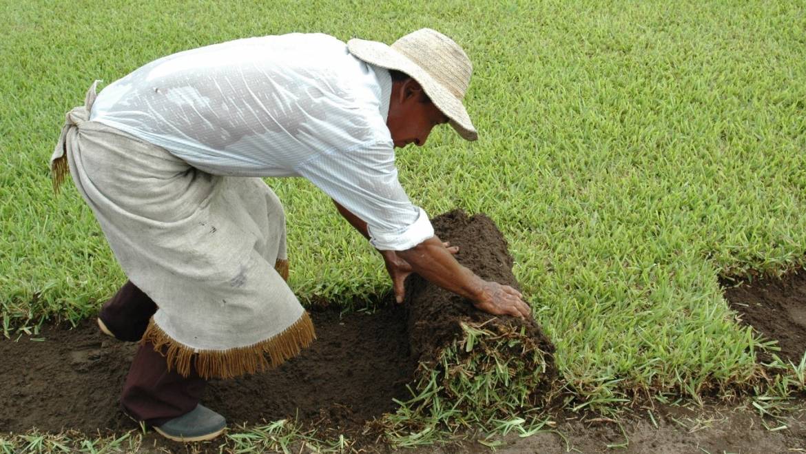 Venta e Instalación de Gramas