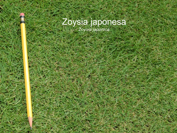 zysia
